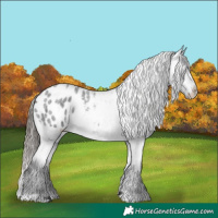 Horse Color:Blue Roan Appaloosa