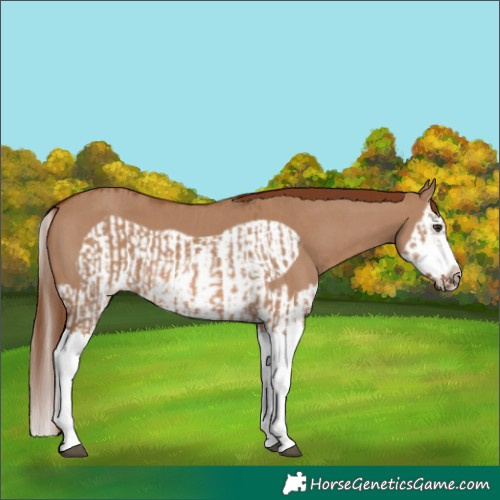 Horse Color:Red Dun Splash  and Red Dun Splash Frame 