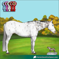Horse Color:Bay Onyx Sabino Splash Appaloosa  and Bay Sabino Splash Appaloosa Rabicano 