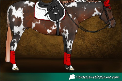 Horse Color:White Spotted Liver Chestnut 