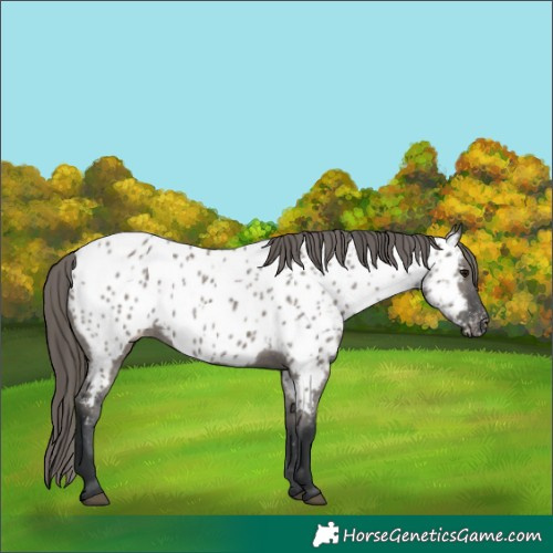 Horse Color:Grullo Near Leopard