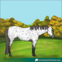 Horse Color:Grullo Near Leopard 