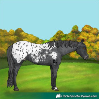 Horse Color:Black Appaloosa