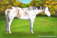 Horse Color:White Spotted Buckskin Dun Splash Appaloosa 