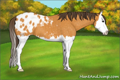 Horse Color:Buckskin Splash Blanket