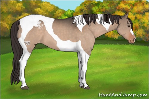 Horse Color:Brown Dun Tobiano Snowcap