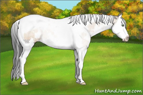 Horse Color:White Spotted Brown Dun Splash Tobiano Rabicano 