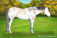 Horse Color:White Spotted Bay Dun Splash Rabicano 