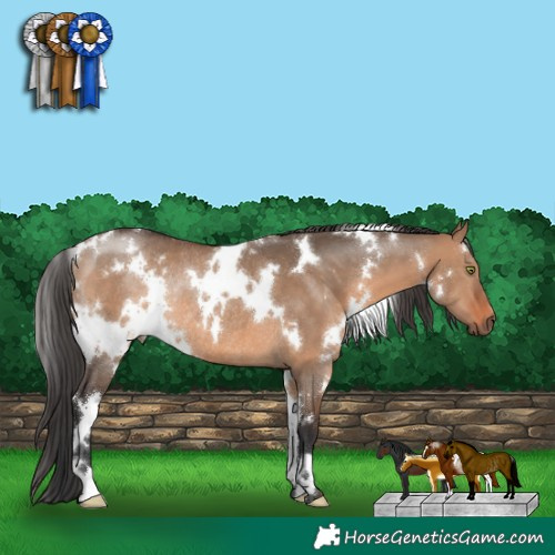 Horse Color:White Spotted Brown Dun Rabicano 