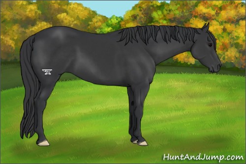 Horse Color:Black 