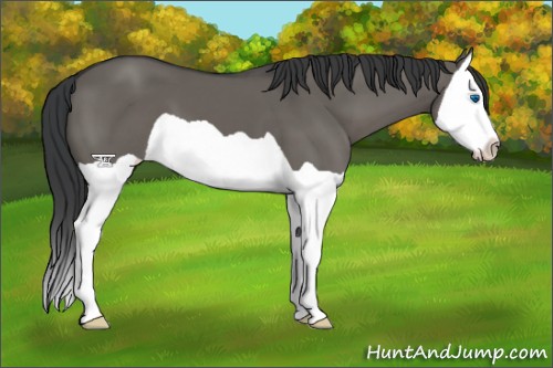 Horse Color:Grullo Splash 
