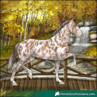 Horse Color:Gold Champagne Appaloosa  and Amber Champagne Appaloosa 
