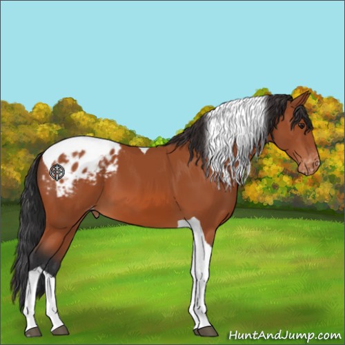 Horse Color:Brown Tobiano Appaloosa 