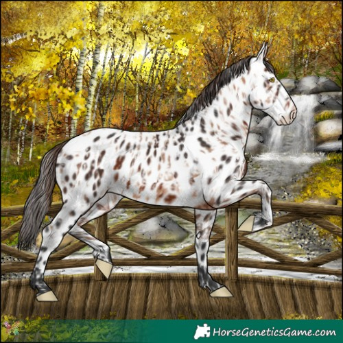 Horse Color:Amber Champagne Near Leopard and Bay Near Leopard