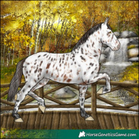Horse Color:Amber Champagne Appaloosa and Bay Appaloosa