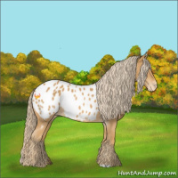 Horse Color:Palomino Appaloosa 