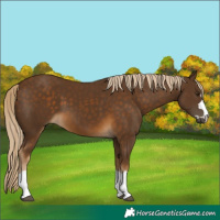 Horse Color:Chocolate Palomino 