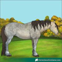 Horse Color:Buckskin Ice Sabino 