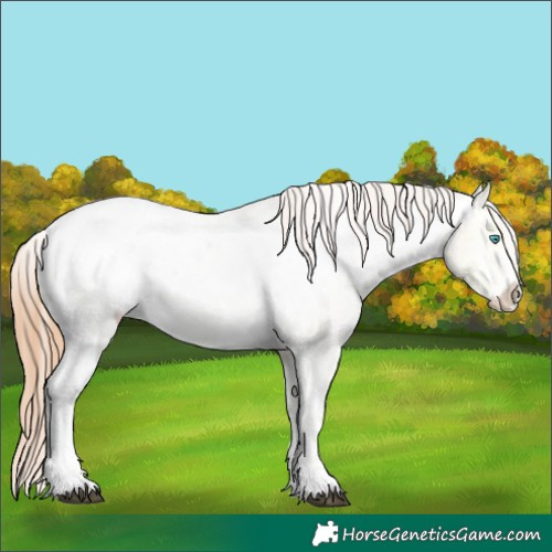 Horse Color:Buckskin Ice Pearl Sabino Appaloosa 