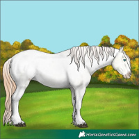 Horse Color:Buckskin Ice Pearl Sabino Appaloosa 