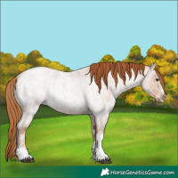 Horse Color:White Spotted Red Ice Roan Rabicano 