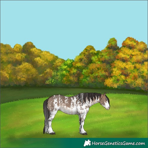 Horse Color:Brown Dun Sabino 