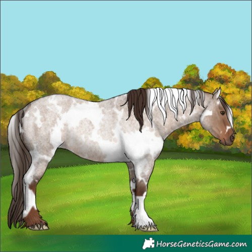 Horse Color:White Spotted Liver Red Dun Roan Rabicano 