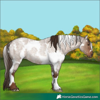 Horse Color:White Spotted Liver Red Dun Roan Rabicano 