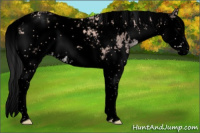 Horse Color:Void Platinum Bay Sabino Splash 