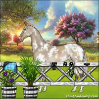 Horse Color:White Spotted Silver Grullo Appaloosa 