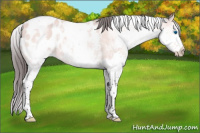 Horse Color:Platinum White Spotted Buckskin Splash Tobiano Appaloosa 