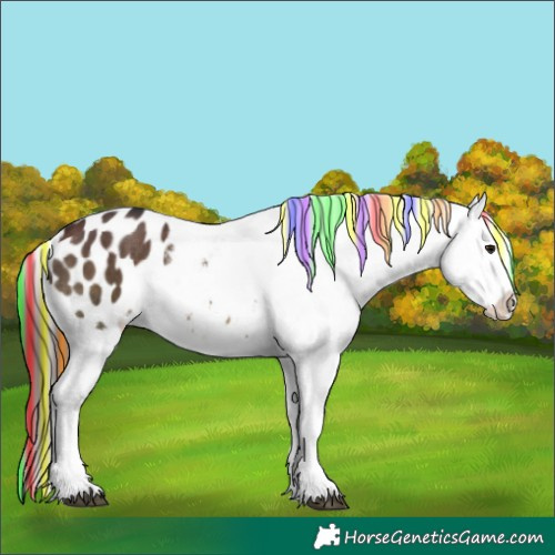 Horse Color:Painted White Spotted Brown Dun Blanket 