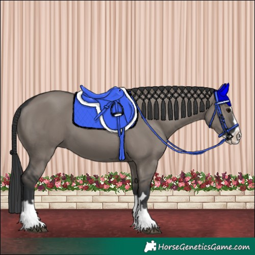 Horse Color:Grullo Splash 