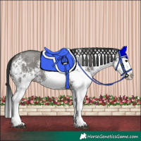Horse Color:White Spotted Grullo Splash