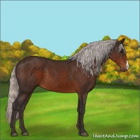 Horse Color:Silver Brown 
