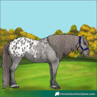 Horse Color:Grullo Appaloosa 