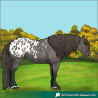Horse Color:Grullo Blanket