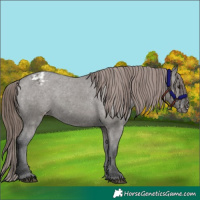 Horse Color:Grullo Varnish 