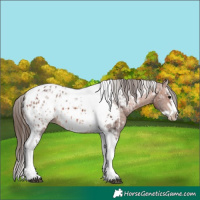Horse Color:Bay Splash Tobiano Near Leopard  and Bay Splash Tobiano Frame Near Leopard 