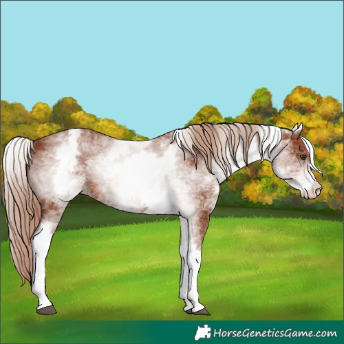 Horse Color:White Spotted Chestnut