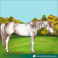 Horse Color:White Spotted Chestnut 