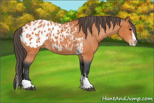Horse Color:Bay Splash Tobiano Appaloosa  and Bay Splash Tobiano Appaloosa 