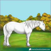Horse Color:Gray Gold Champagne Tobiano 