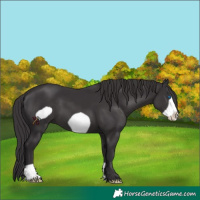 Horse Color:Smoky Black Frame 
