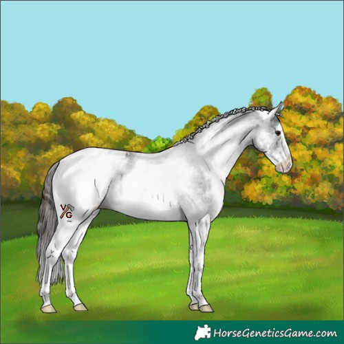 Horse Color:White Spotted Black Appaloosa 