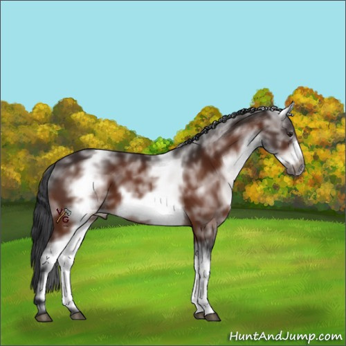 Horse Color:White Spotted Brown Frame 