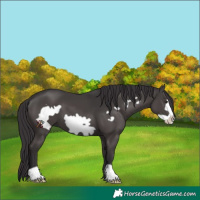 Horse Color:Smoky Black Frame 