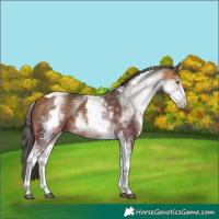 Horse Color:White Spotted Buckskin Tobiano 