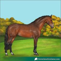 Horse Color:Bay 