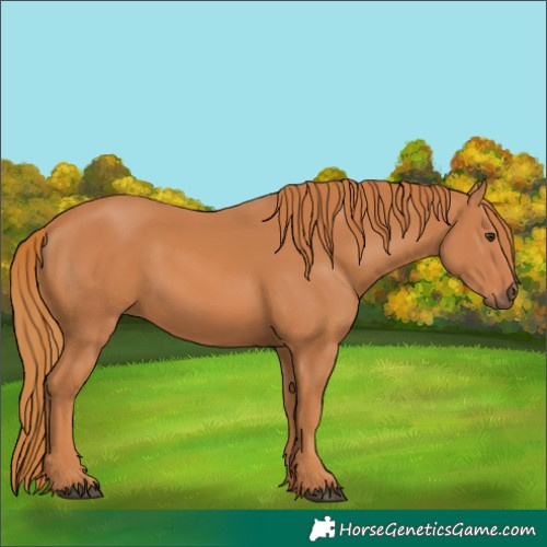 Horse Color:Chestnut 